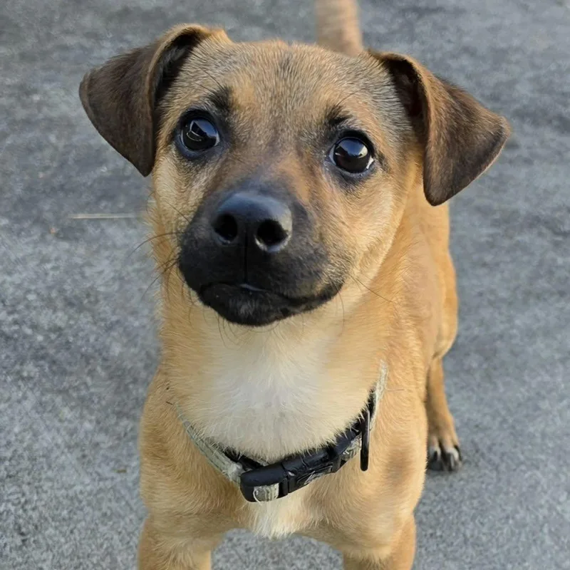 Kernel  Happy Puppy thumbnail 5