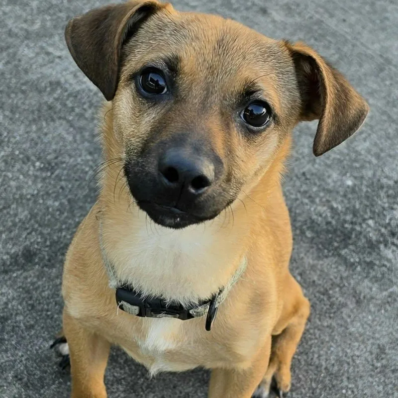 Kernel  Happy Puppy thumbnail 6