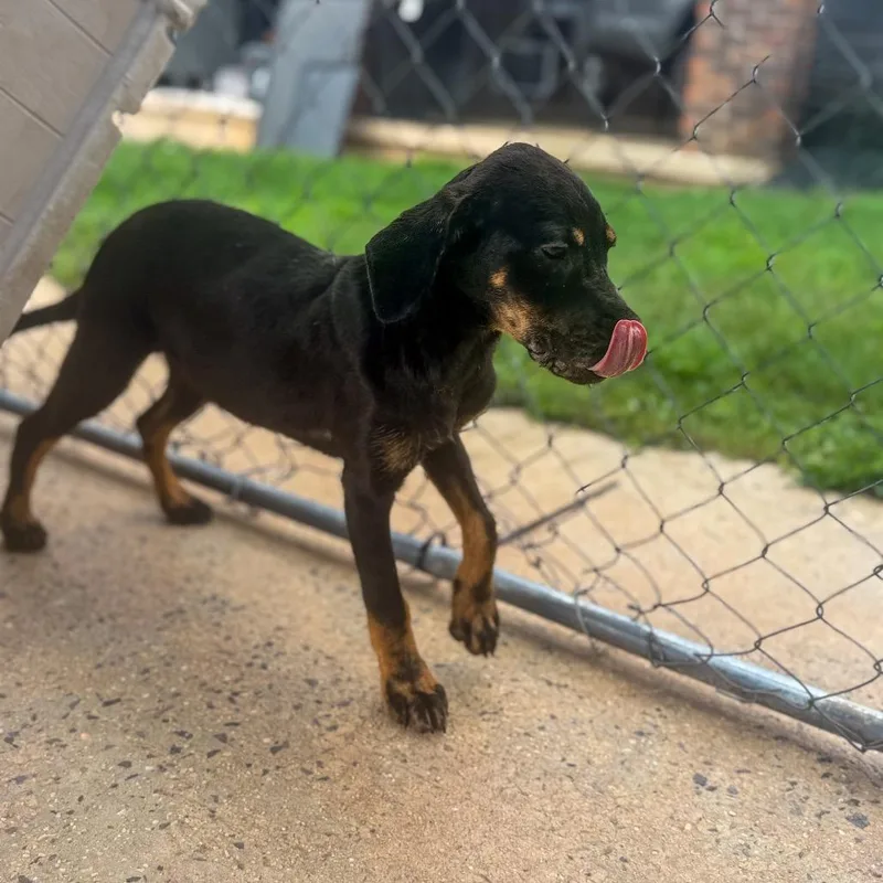 A baby small-sized female Black Hound dog named Jumping Justine for adoption in Parrish, AL