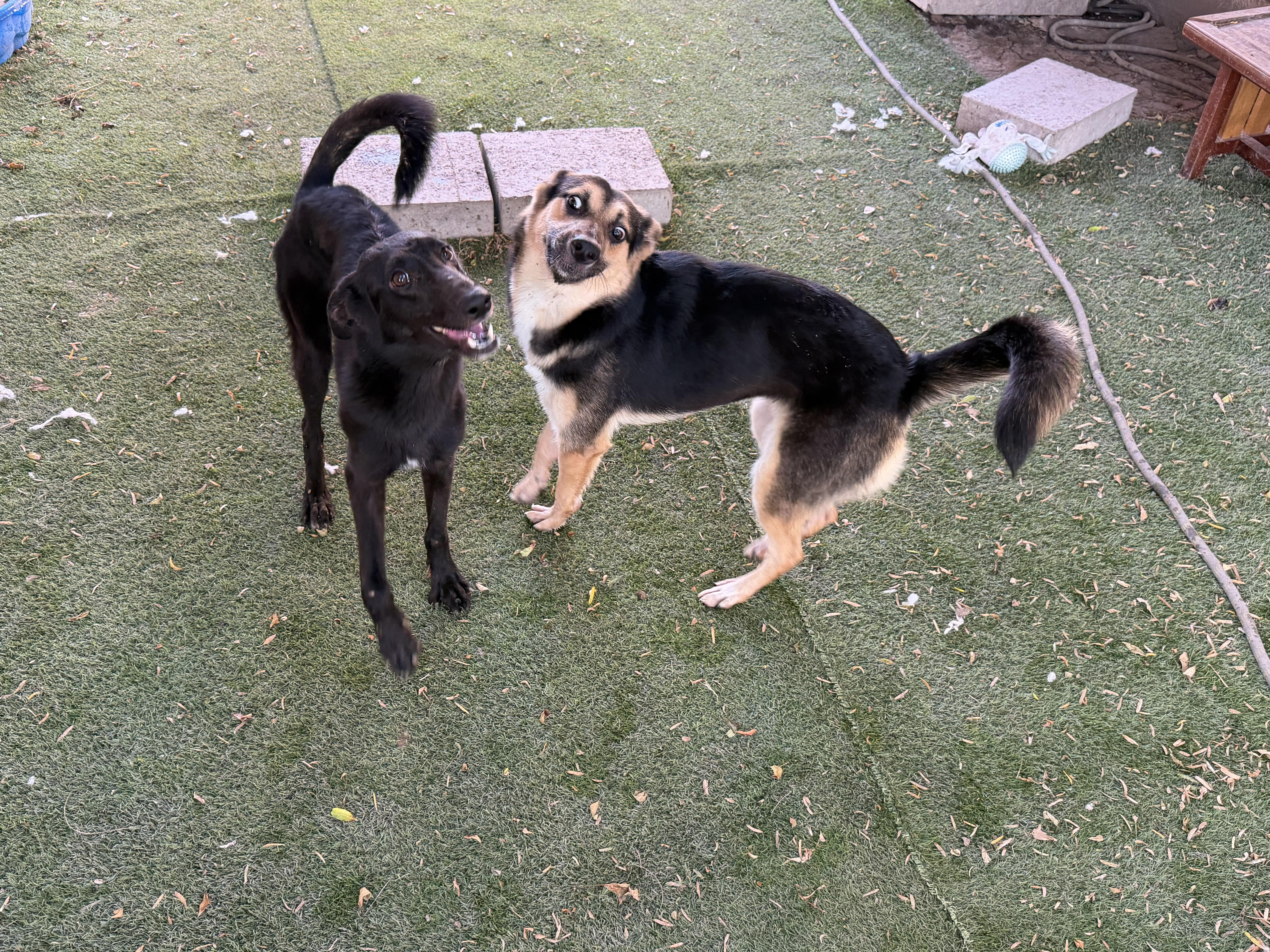 A young medium-sized female German Shepherd Dog dog named Gracie for adoption in Crystal Lake, IL
