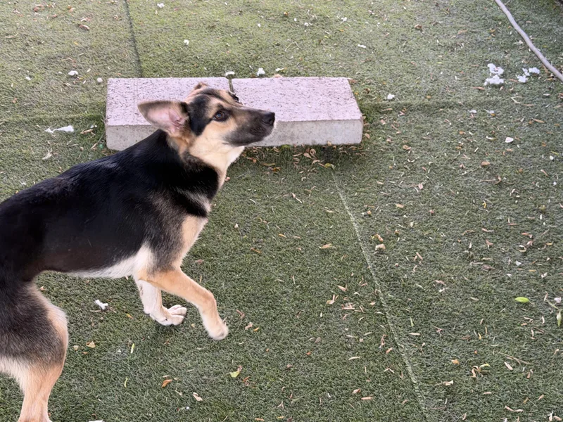 Gracie thumbnail 2