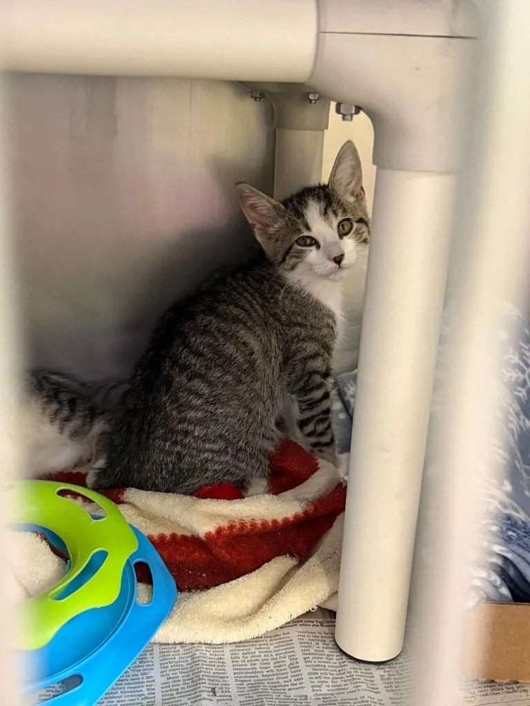 A baby medium-sized male Domestic Short Hair cat named Coins for adoption in Cincinnati, OH