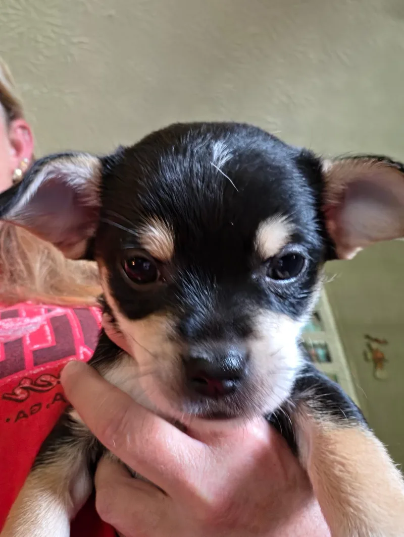A baby small-sized male Chihuahua dog named Pua for adoption in Winder, GA