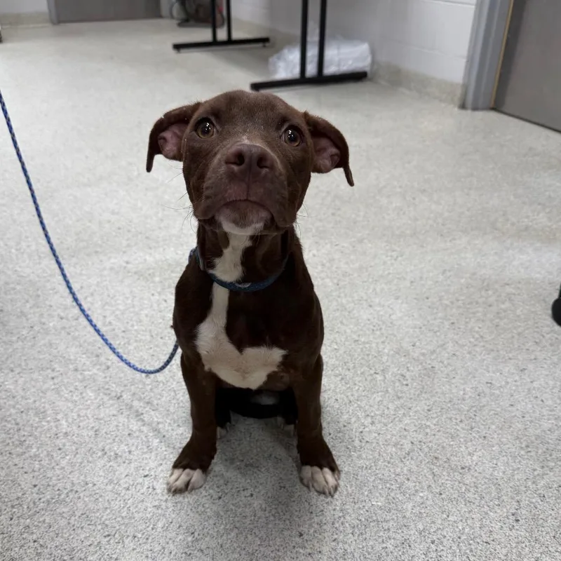 A baby small-sized female Brown / Chocolate Mixed Breed dog named Trudy for adoption in Jacksonville, FL