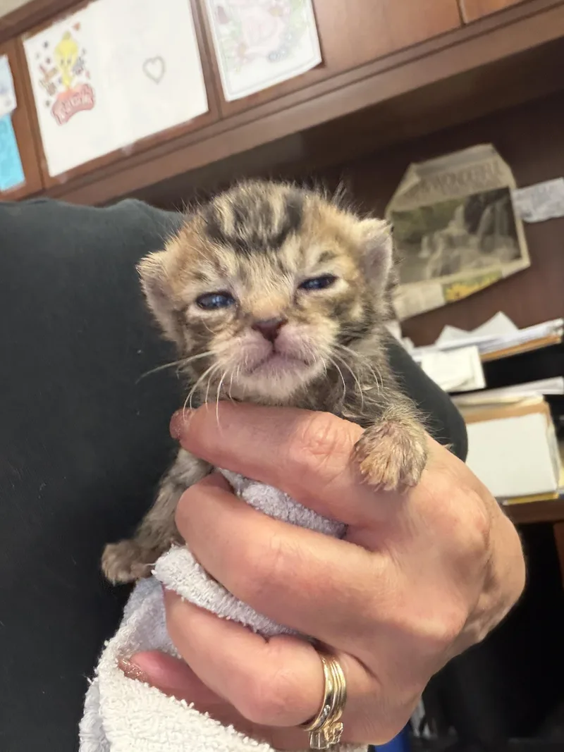 A baby medium-sized female Tabby (Brown / Chocolate) Domestic Short Hair cat named Harley for adoption in Greensboro, NC