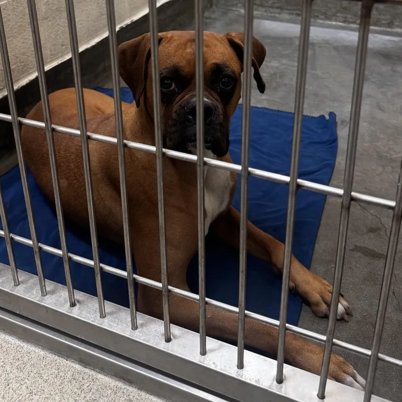 An adult large-sized female Boxer dog named Ingrid for adoption in Upland, CA