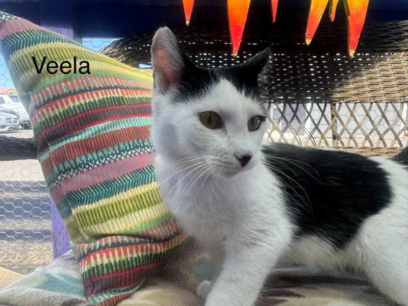A young small-sized female Black & White / Tuxedo Domestic Medium Hair cat named Veela for adoption in Saint George, UT