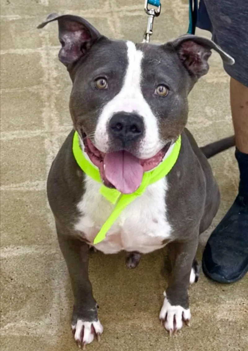 An adult medium-sized male Pit Bull Terrier dog named Bruce A Goofy Lovebug for adoption in Los Angeles, CA