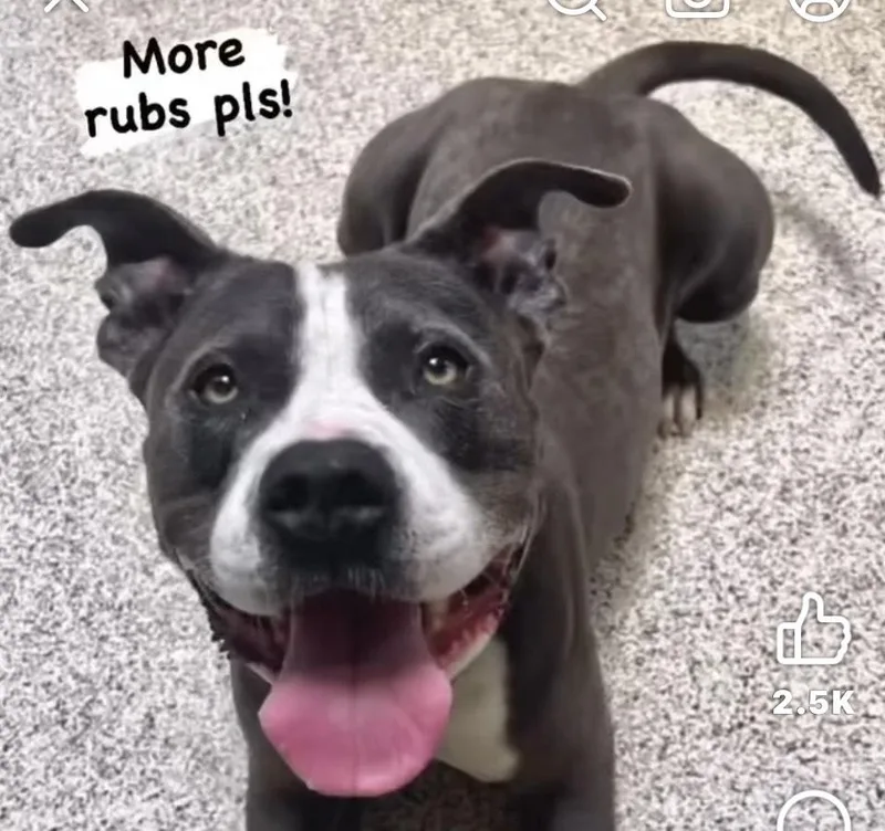 Bruce A Goofy Lovebug thumbnail 3