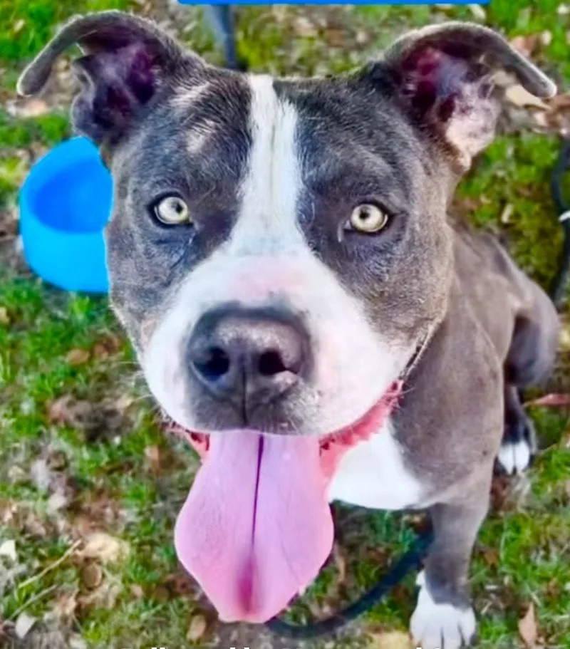 Bruce A Goofy Lovebug thumbnail 6