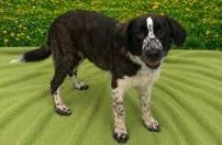 An adult medium-sized male Mixed Breed dog named Pepper for adoption in West Chester, PA