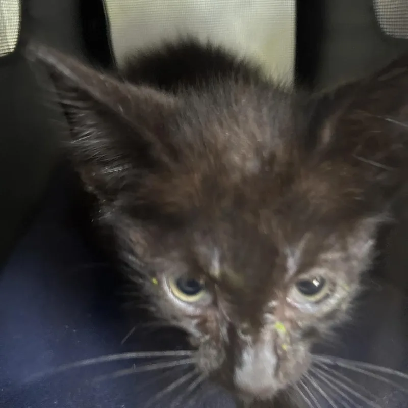A baby small-sized male Black Domestic Short Hair cat named Hona for adoption in Greensboro, NC