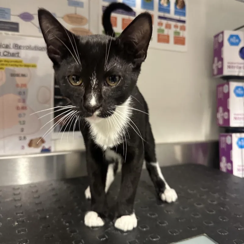 A baby small-sized male Black Domestic Short Hair cat named Keel for adoption in League City, TX