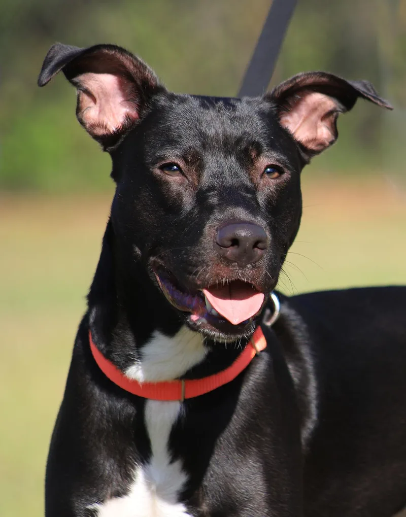 A young medium-sized female Hound dog named Blossom for adoption in North Fort Myers, FL