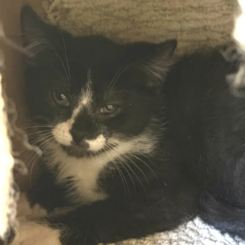 A baby small-sized male Black Domestic Short Hair cat named Cadbury for adoption in South Elgin, IL