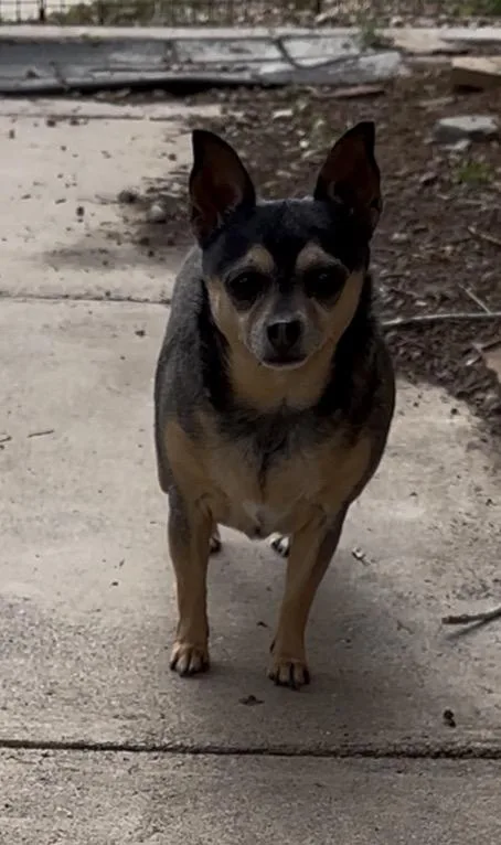 A senior small-sized female Chihuahua dog named Monet for adoption in Windsor, CO