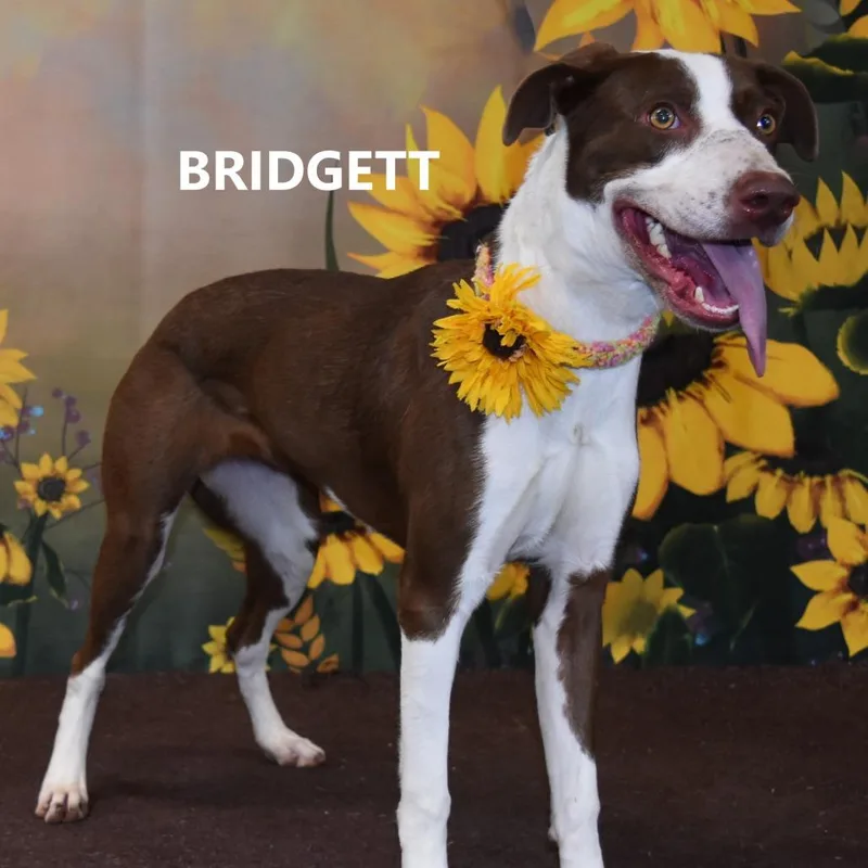 Bridgett thumbnail 2