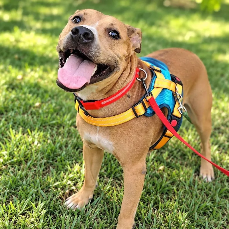 A young medium-sized male Hound dog named Fred for adoption in Palm Harbor, FL