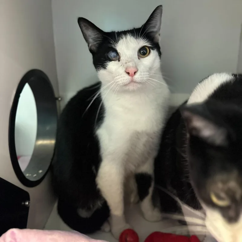 An adult large-sized male Black Domestic Short Hair cat named Lou for adoption in Matteson, IL