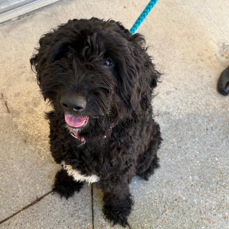 An adult medium-sized female Black Standard Poodle dog named Magpie for adoption in Chesapeake, VA