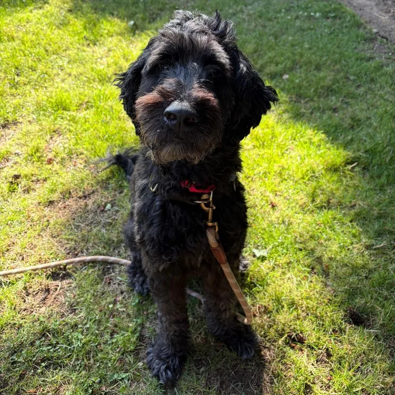 An adult medium-sized male Poodle dog named Stout for adoption in Woodinville, WA