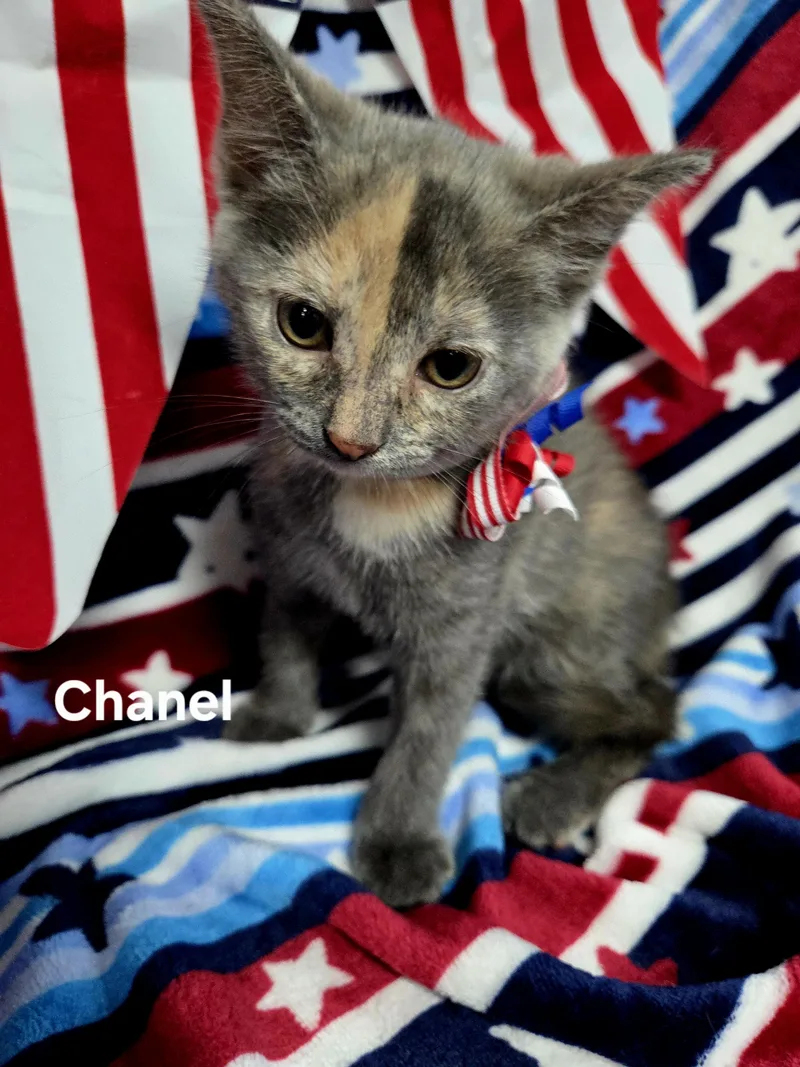 A baby medium-sized female Dilute Tortoiseshell Domestic Short Hair cat named Chanel for adoption in Delray, WV