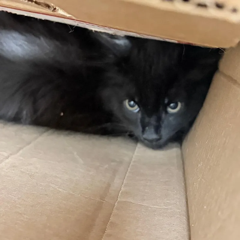 A baby small-sized male Black Domestic Short Hair cat named Grumpy for adoption in Philadelphia, PA
