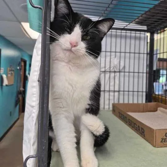 An adult large-sized male Black Domestic Short Hair cat named Ghostly Adventure for adoption in Davenport, IA