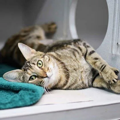 An adult small-sized female Black Domestic Short Hair cat named Bagel for adoption in Atlanta, GA