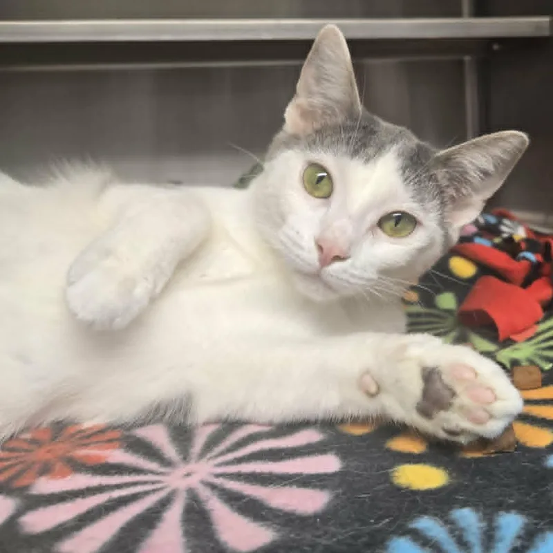 A young medium-sized female Gray & White Domestic Short Hair cat named Gerbil for adoption in Watertown, WI