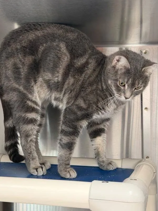An adult medium-sized female Tabby (Gray / Blue / Silver) Domestic Short Hair cat named Lilly for adoption in Charlestown, RI