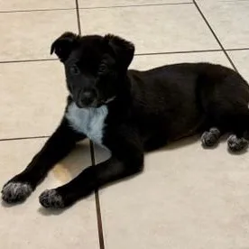 A baby medium-sized female Black Labrador Retriever dog named Bess Or Buzz Lab for adoption in Houston, TX