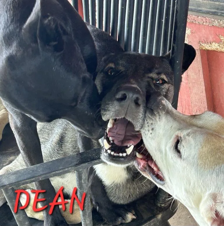 Dean Tollie ~ Needs thumbnail 3
