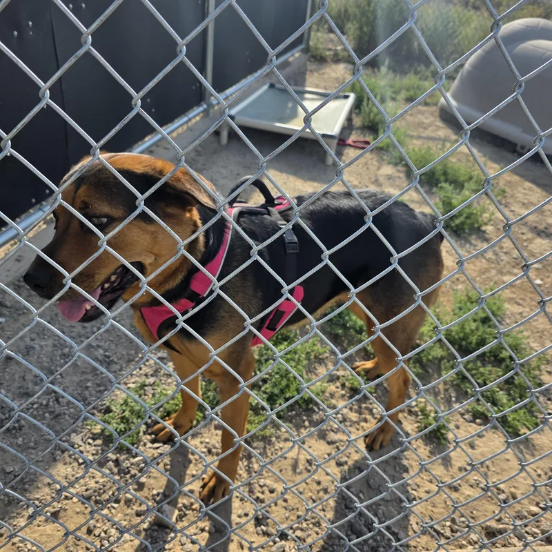 An adult large-sized female Bicolor Rottweiler dog named Sasha for adoption in Rawlins, WY