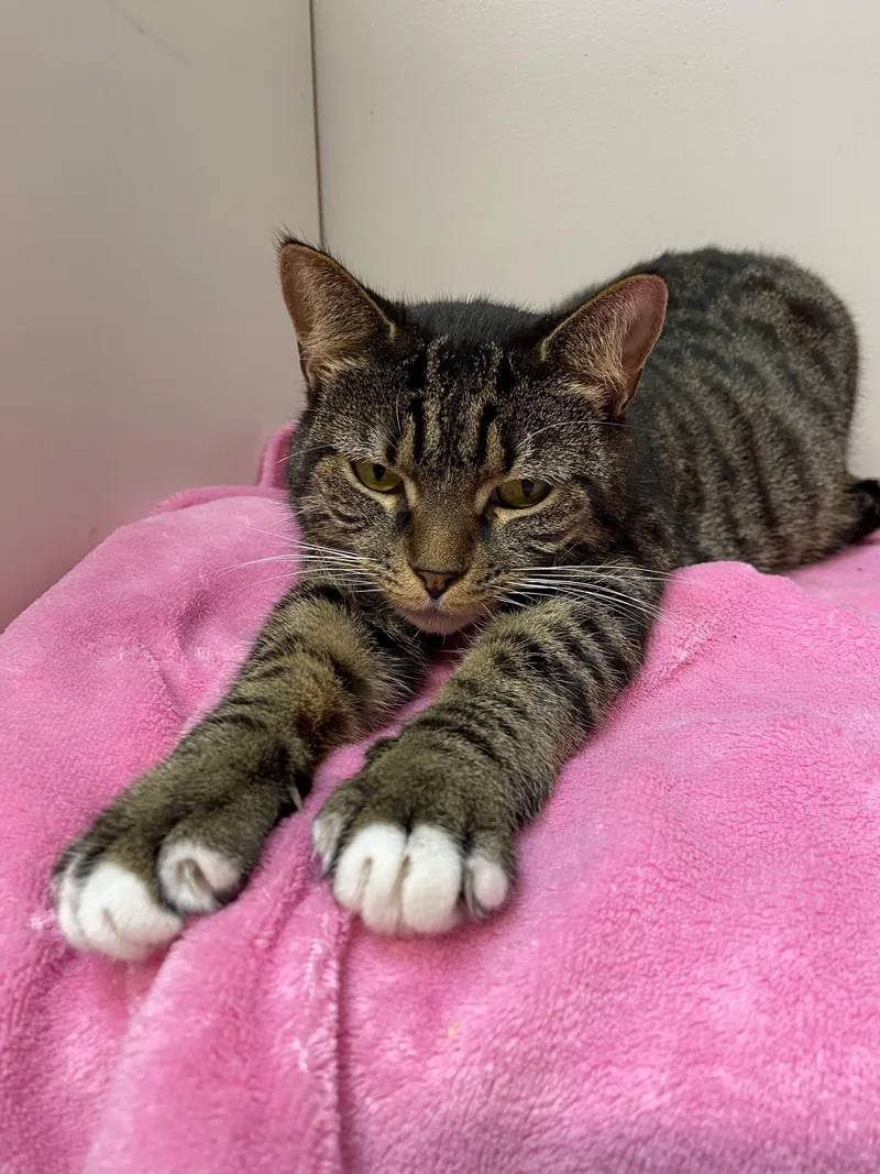 Calamity thumbnail 2