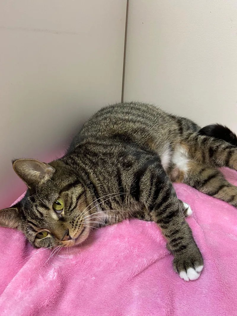 Calamity thumbnail 3