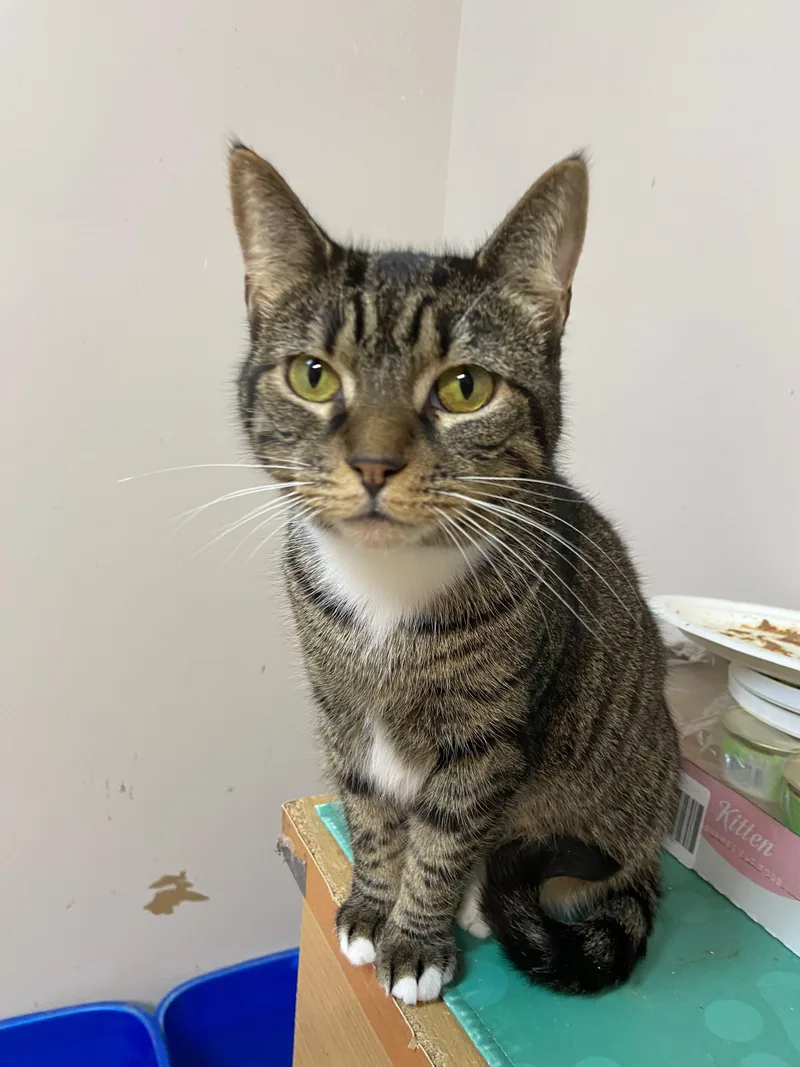 Calamity thumbnail 4