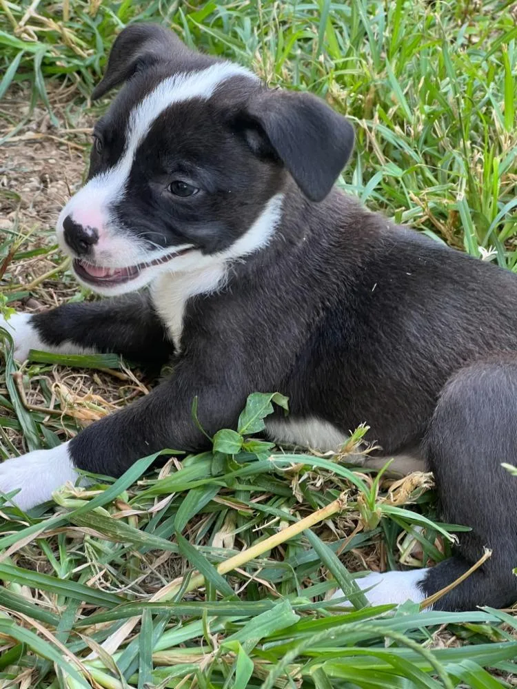 A baby medium-sized female Black Australian Shepherd dog named Diamond Girl for adoption in Troy, MO