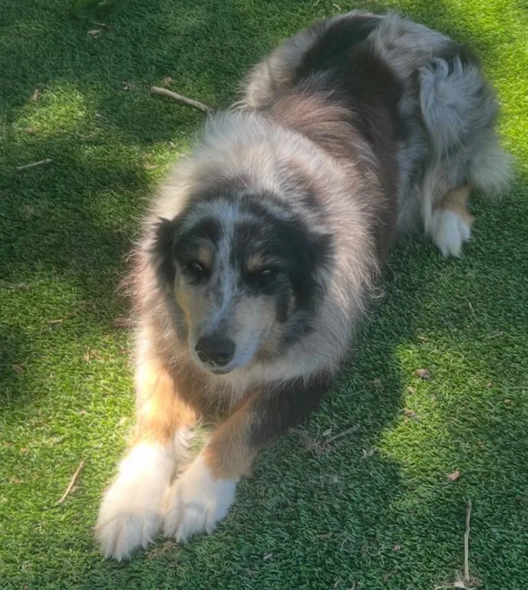 An adult medium-sized female Australian Shepherd dog named Mulan for adoption in Granbury, TX