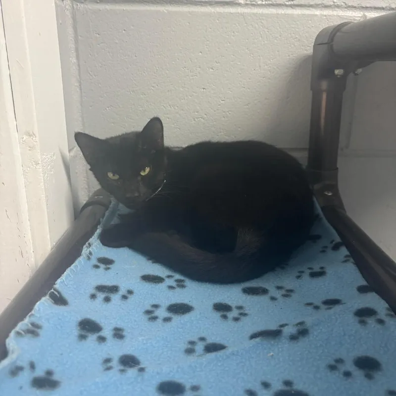 A young medium-sized male Black Domestic Short Hair cat named Boo for adoption in Enterprise, AL