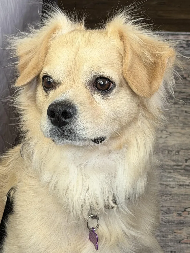 An adult small-sized male Chihuahua dog named Max for adoption in Windsor, CO