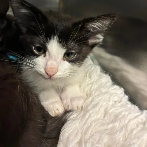 A baby small-sized female Black Domestic Short Hair cat named Misty for adoption in Los Angeles, CA