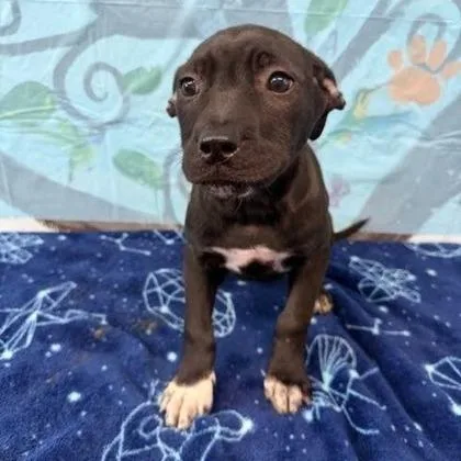 A baby large-sized female Mixed Breed dog named Callie for adoption in Munster, IN