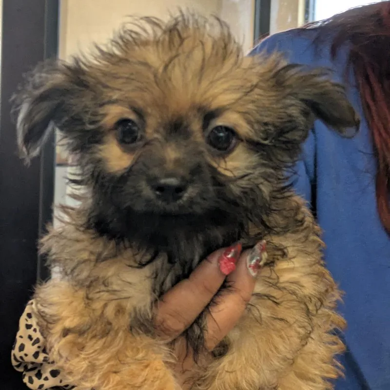 A baby small-sized male White / Cream Chihuahua dog named Momo for adoption in Santa Barbara, CA