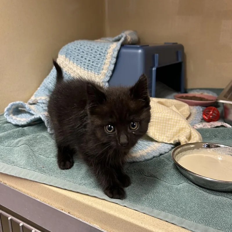 A baby small-sized male Black Domestic Short Hair cat named Holler for adoption in Binghamton, NY