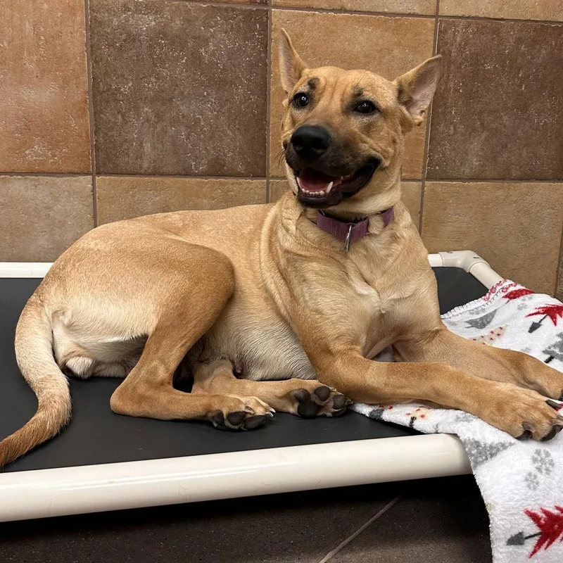 An adult medium-sized female Brown / Chocolate Shepherd dog named Challah for adoption in Las Vegas, NV