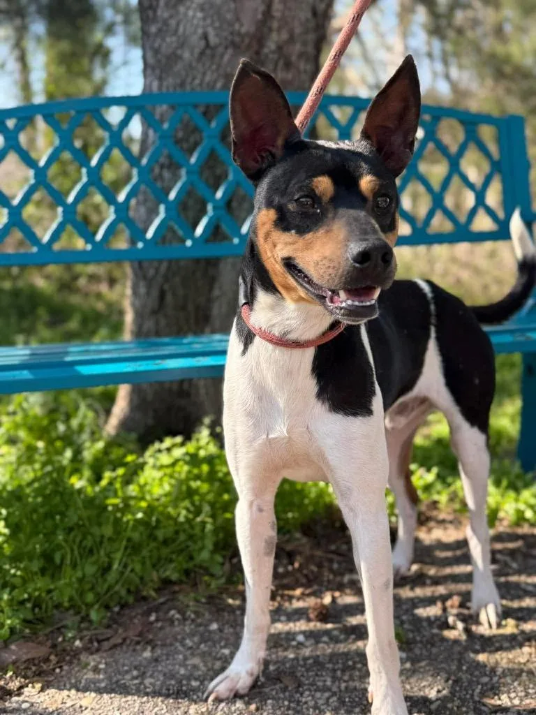 A young medium-sized male Affenpinscher dog named Dobby for adoption in North Syracuse, NY