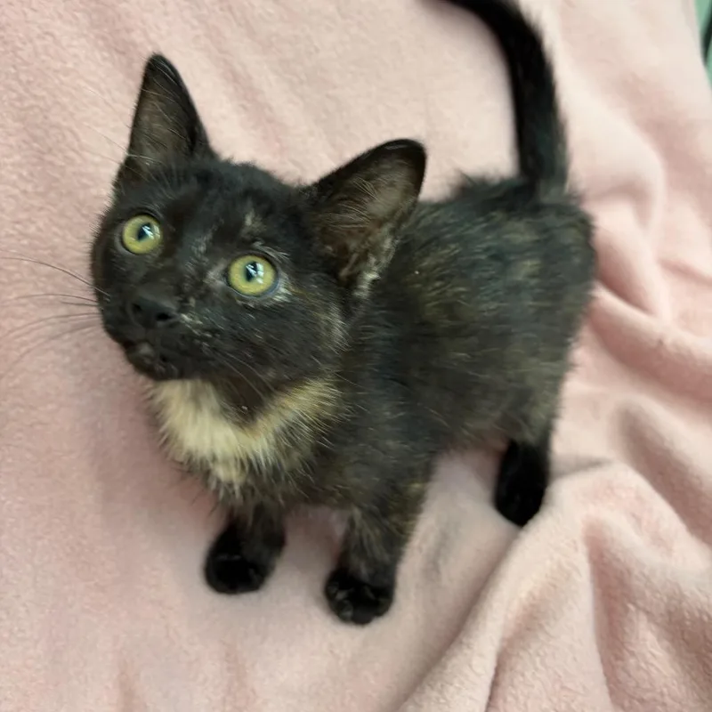 A baby small-sized female Tortoiseshell Domestic Short Hair cat named Pebbles for adoption in West Point, MS