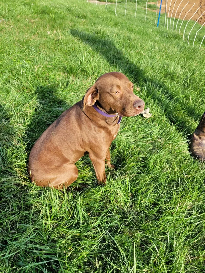A young medium-sized female Chocolate Labrador Retriever dog named Willow for adoption in Dayton, TN
