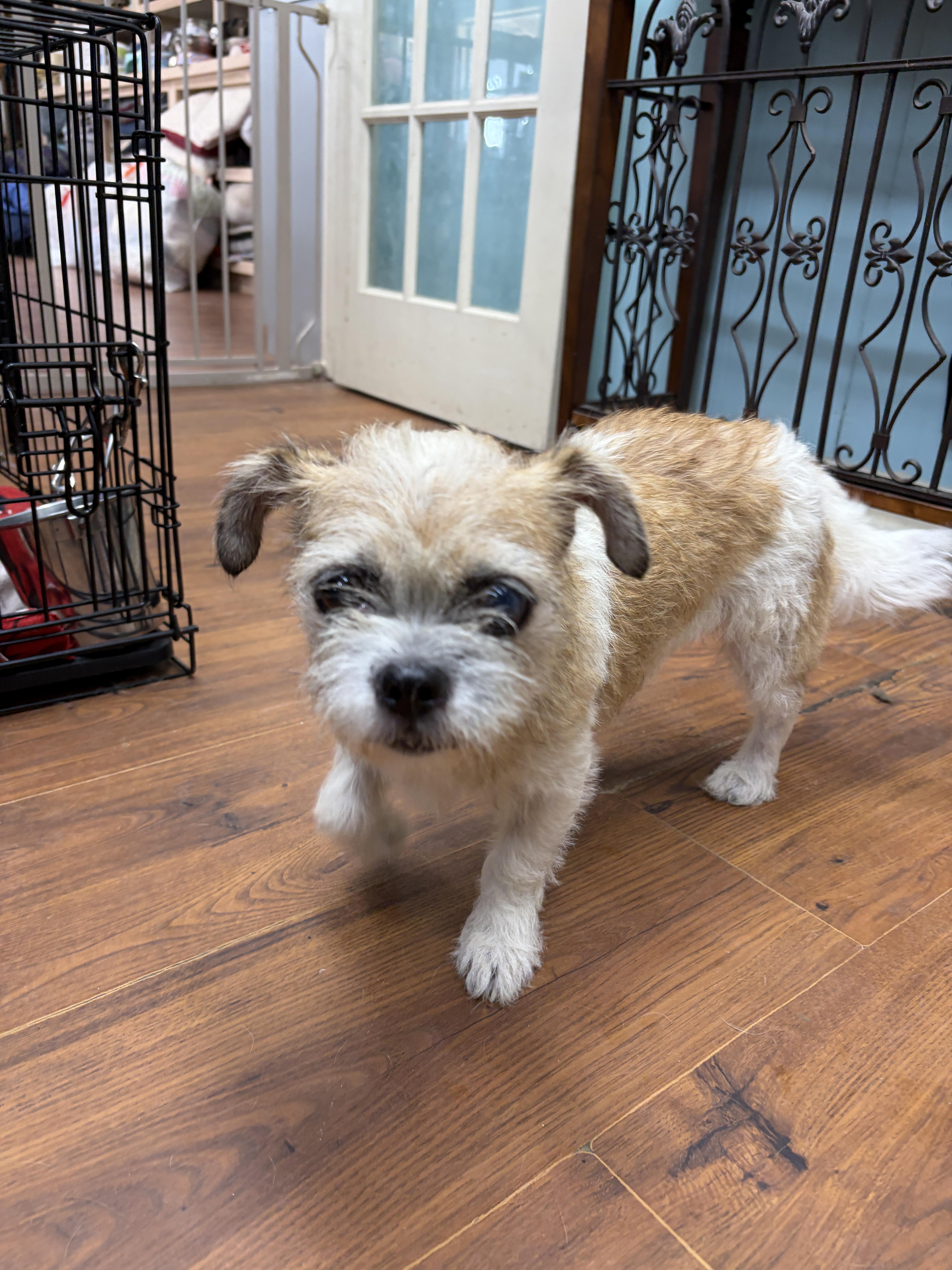 An adult small-sized female Shih Tzu dog named Lola for adoption in Perry, GA